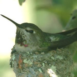 Meet your Posher, Miranda